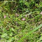 Dianthus armeria habit picture by Erik Ketting (cc-by-sa)