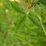 Trifolium ochroleucon leaf picture by Nicolas Lagarrigue (cc-by-sa)