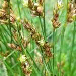 Juncus dichotomus flower picture by Trap Hers (cc-by-sa)