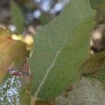 Quercus ilex leaf picture by alexis joly (cc-by-sa)