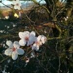 Prunus cerasifera flower picture by Jana Nie (cc-by-sa)