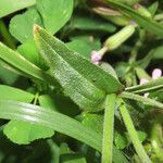 Silene fuscata leaf picture by Emanuele Santarelli (cc-by-sa)