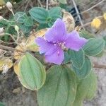 Tibouchina clavata flower picture by pedrogc -- (cc-by-sa)