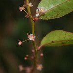 Phyllanthus phillyreifolius flower picture by E. Mouysset (cc-by-sa)