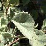 Abutilon palmeri leaf picture by Daniel Barthelemy (cc-by-nc)