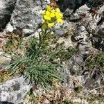 Erysimum sylvestre flower picture by Boris Turk (cc-by-sa)