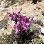 Pedicularis rosea flower picture by Markus (cc-by-sa)