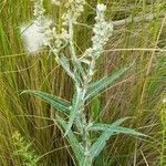 Pterocaulon cordobense habit picture by Trap Hers (cc-by-sa)