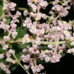 Miconia costaricensis flower picture by Nelson Zamora Villalobos (cc-by-nc)