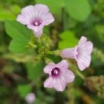 Ipomoea triloba flower picture by Arvind Kulkarni (cc-by-sa)