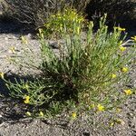 Gutierrezia mandonii habit picture by Fabien Anthelme (cc-by-sa)