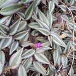 Tradescantia zebrina flower picture by Rocha de Oliveira Rodrigo (cc-by-sa)