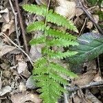 Athyrium distentifolium leaf picture by Laurence Chabalier (cc-by-sa)