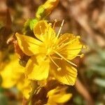 Hypericum triquetrifolium flower picture by Ricardo Lemaur (cc-by-sa)