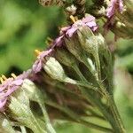 Achillea asiatica flower picture by Юрий Басов (cc-by-sa)