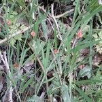 Lathyrus sphaericus habit picture by beurny (cc-by-sa)