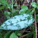 Pulmonaria longifolia leaf picture by thierry charron (cc-by-sa)