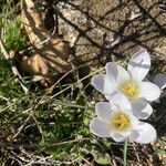 Crocus carpetanus flower picture by Collados Ana (cc-by-sa)