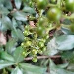 Ardisia revoluta fruit picture by Anghelo Herrera Calvo (cc-by-sa)