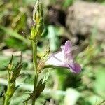 Agalinis communis (cham. & schltdl.) d'arcy flower picture by Trap Hers (cc-by-sa)