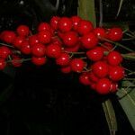 Hymenandra pittieri fruit picture by Nelson Zamora Villalobos (cc-by-nc)