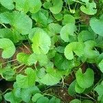 Centella asiatica leaf picture by bhasmapriya (cc-by-sa)