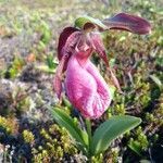 Cypripedium acaule habit picture by Yves SPM (cc-by-sa)