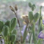 Alophia silvestris habit picture by Nelson Zamora Villalobos (cc-by-nc)