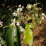 Nectandra membranacea flower picture by Schnittler Martin (cc-by-sa)