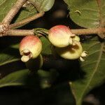 Eugenia truncata fruit picture by Nelson Zamora Villalobos (cc-by-nc)