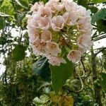 Dombeya pilosa flower picture by dominoel Dominique Grandgeorge (cc-by-sa)