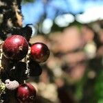 Plinia cauliflora fruit picture by Secolin Rodrigo (cc-by-sa)