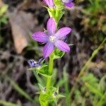 Triodanis perfoliata flower picture by D. Fox (cc-by-sa)