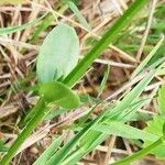 Centaurium erythraea leaf picture by Jäger Latein (cc-by-sa)