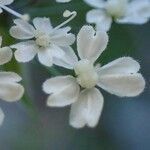 Chaerophyllum villarsii flower picture by Yoan MARTIN (cc-by-sa)