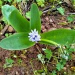 Scilla latifolia flower picture by Pascal DUPUIS (cc-by-sa)