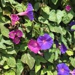 Ipomoea purpurea habit picture by cathy sandoval (cc-by-sa)