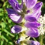 Campanula spicata flower picture by Pietro Brignoli (cc-by-sa)