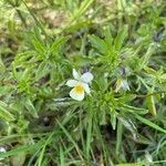 Viola arvensis flower picture by Jan de Boer (cc-by-sa)