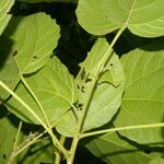 Conceveiba pleiostemona leaf picture by Nelson Zamora Villalobos (cc-by-nc)