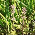 Stachys arvensis habit picture by Prieta Javier (cc-by-sa)