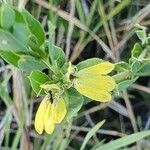 Justicia flava flower picture by susan brown (cc-by-sa)