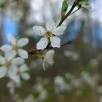 Prunus spinosa flower picture by Frank Vohla (cc-by-sa)