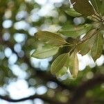 Labourdonnaisia calophylloides leaf picture by H. Goëau (cc-by-sa)