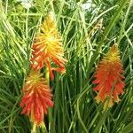 Kniphofia uvaria flower picture by Kirk Kemp (cc-by-sa)