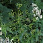 Chaerophyllum aureum habit picture by claire Felloni (cc-by-sa)