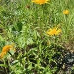 Buphthalmum salicifolium habit picture by 22Ben Combes (cc-by-sa)