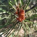 Pinus sylvestris flower picture by Hernández Linares José Luis (cc-by-sa)