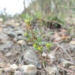 Medicago minima habit picture by Daniel Bourget (cc-by-sa)