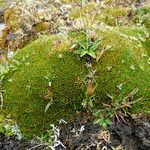 Distichia muscoides habit picture by Fabien Anthelme (cc-by-sa)